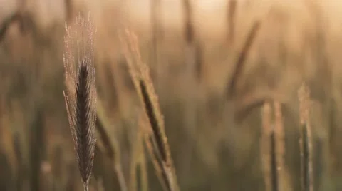 Ears of corn at the morning light - changing depth of field Stock Footage 49844300
