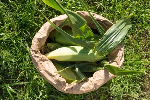 Ears of Corn in Paper Bag on Patch of Grass Stock Photos
