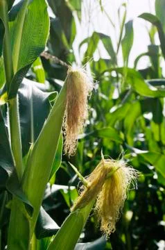 Ears of corn Stock Photos