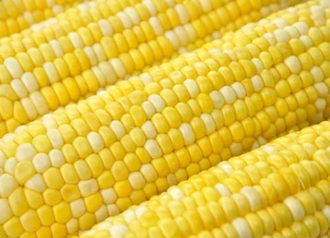 Ears of corn Stock Photos
