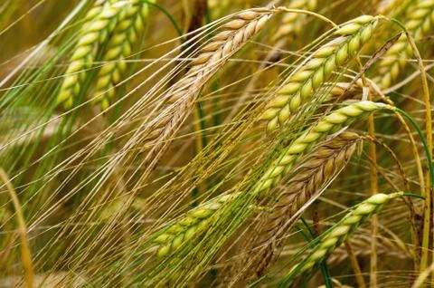 Ears of corn Foto stock
