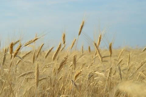 Ears of corn Stock Photos