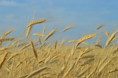 Ears of corn Stock Photos