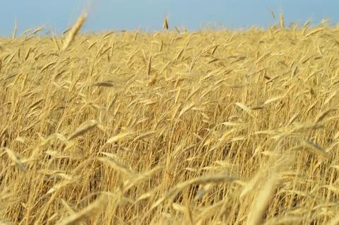 Ears of corn Stock Photos