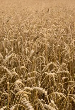 Ears of corn Stock Photos