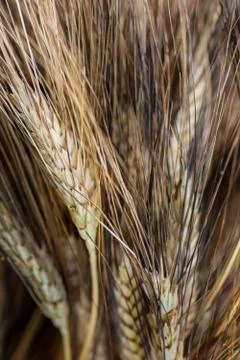 Ears of corn Stock Photos