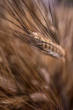 Ears of corn Stock Photos