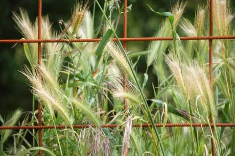 Ears of corn Foto stock