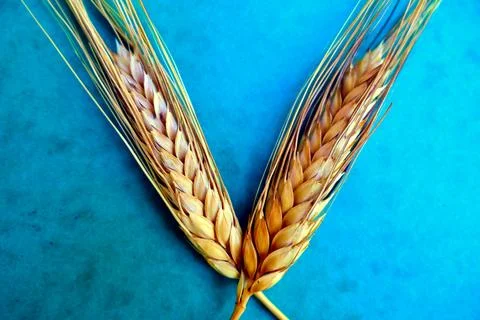 Ears of Corn. Stock Photos