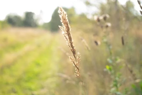 Ears of corn in the rays of the sun Stock Photos