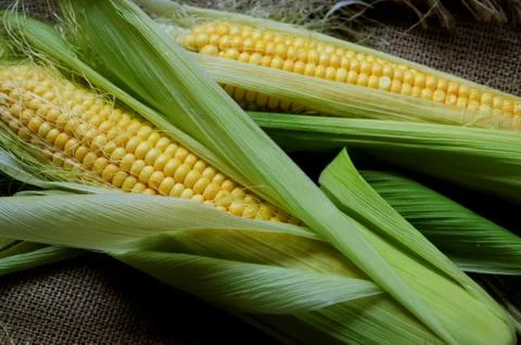 Ears of corn on sackcloth Stock Photos