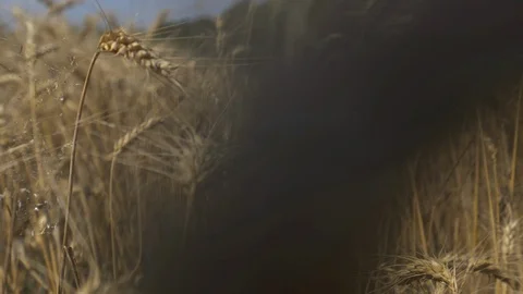 Ears of corn. Spighe di grano Stock Footage 128833134