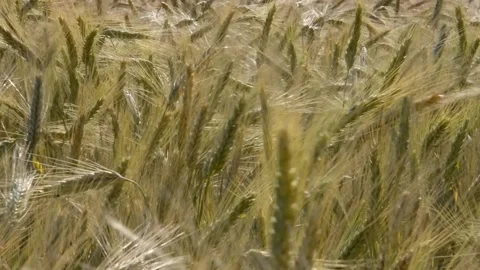 Ears of corn in the summer sun Stock Footage 133521664