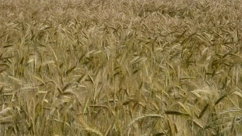 Ears of corn in the summer sun Stock Footage 133524107