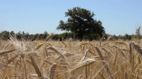 Ears of corn in the summer sun Stock Footage 133566473