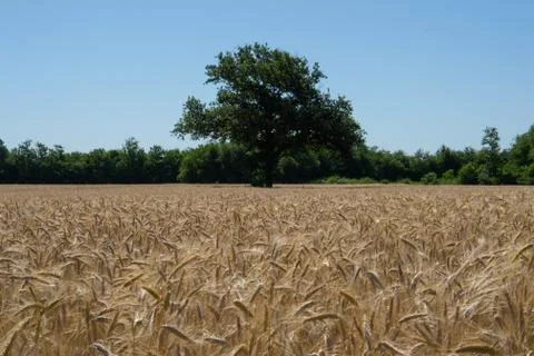 Ears of corn in the summer sun Stock Photos