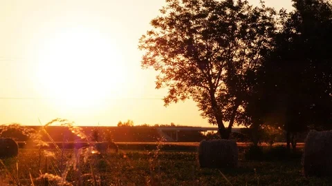 Ears of corn in sunset Stock Footage 76256396