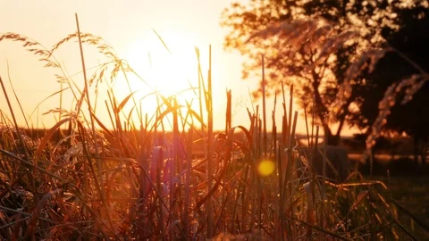 Ears of corn in sunset Stock Footage 76256414