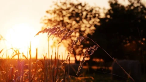 Ears of corn in sunset Stock Footage 76256418