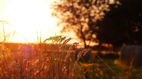 Ears of corn in sunset Stock Footage 76256442