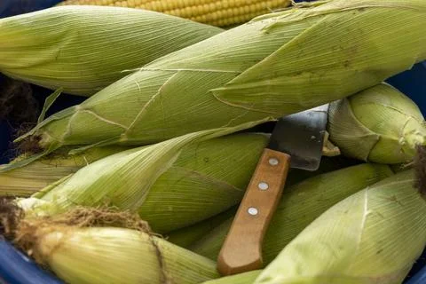 Ears of corn on tray with knife Stock Photos