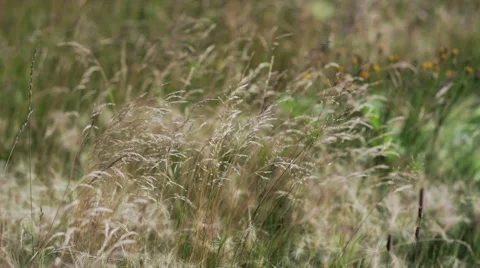 Ears of corn in the wind close-up Video stock 59368993