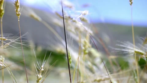 Ears of corn in the wind 스톡 동영상 235401763