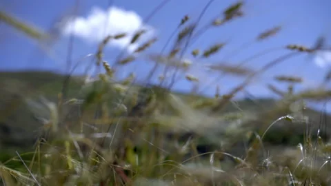 Ears of corn in the wind Video stock 235402507