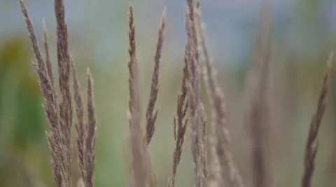 Ears of couch grass on a blurry background Stock Footage 58602169