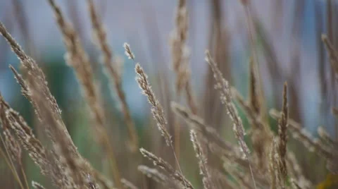 Ears of couch grass on a blurry background Stock Footage 58602292