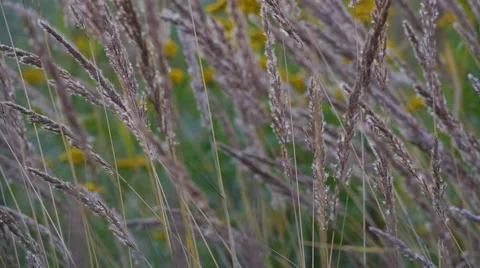 Ears of couch grass Stock Footage 58602123