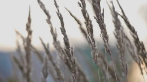 Ears of couch grass on a twilight background 스톡 동영상 58602302