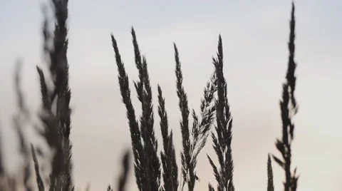 Ears of couch grass on a twilight background 스톡 동영상 58602401