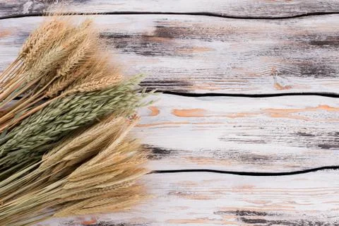 Ears of different types of cereals. Stock Photos