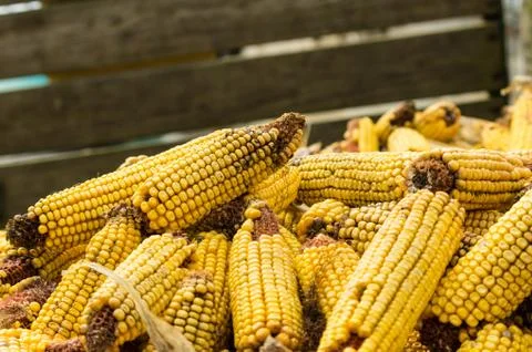 Ears of dried corn or maize Stock Photos