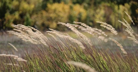 Ears of dry autumn grass on a background of bokeh forest in autumn in October.	 Video stock 168182017