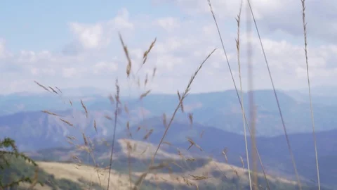 Ears of dry grass sway in the wind on a blurry background of mountain Stock Footage 126064782
