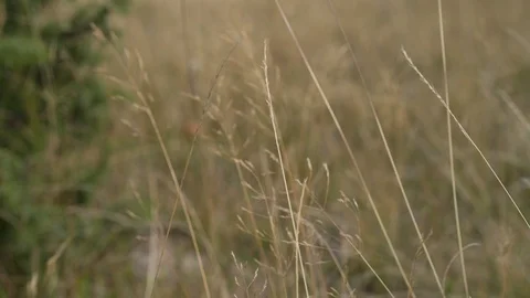 Ears of dry grass sway in the wind on a blurry background of deciduous forest Stock Footage 126064968