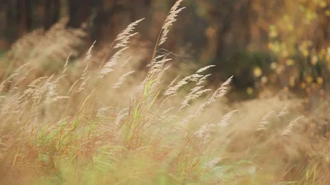Ears of dry grass sway in the wind. Parallax shot, bokeh background. Stock Footage 277077028
