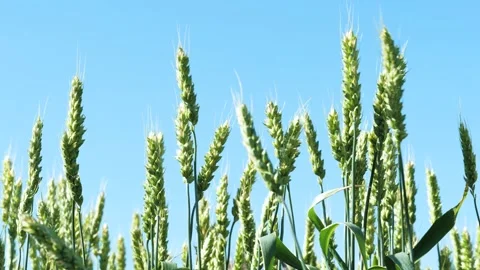 Ears of durum move in breeze against backdrop of sky striking in juiciness and Stock Footage 273404524