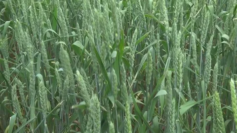 Ears. Farmer's hands Stock Footage 76692035