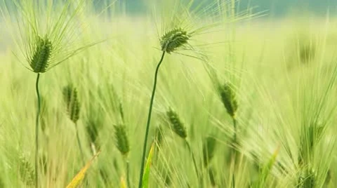 Ears in a field. Close-up Stock Footage 21425912