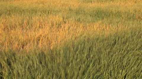 Ears field 库存影片 542633