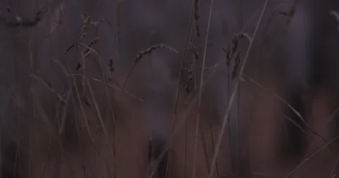 The ears in the field Stock Footage 47912931