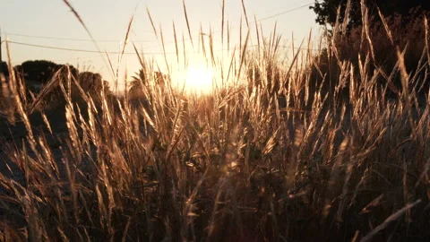 Ears of a field moving in the strong wind at sunset.Colorful sunset. 스톡 동영상 132193631
