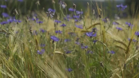 Ears of flowers in the field Stock-Footage 148166242