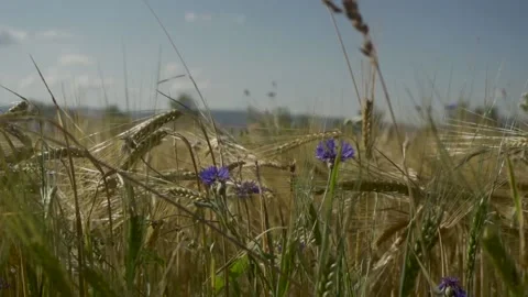 Ears of flowers in the field Stock-Footage 148199711