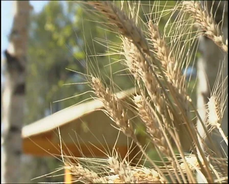 	ears Stock Footage 654502