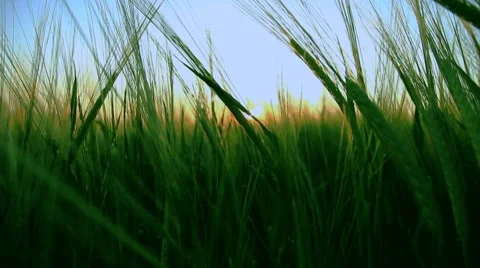 Ears 動画素材 7137077