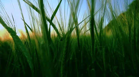 Ears Stock-Footage 7137090